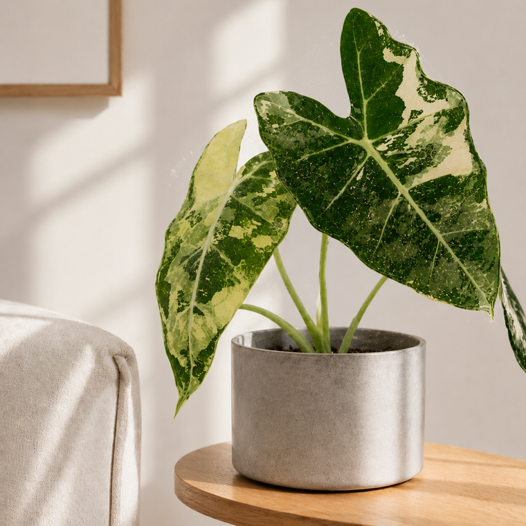Variegated Alocasia clinical report reference photo